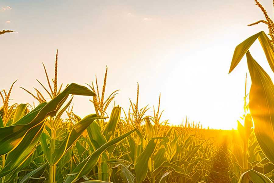 interparfums accompagne agriculteurs transformation exploitation agriculture durable groupe interparfums finance interparfums accompagne agriculteurs transformation exploitation agriculture durable groupe interparfums finance