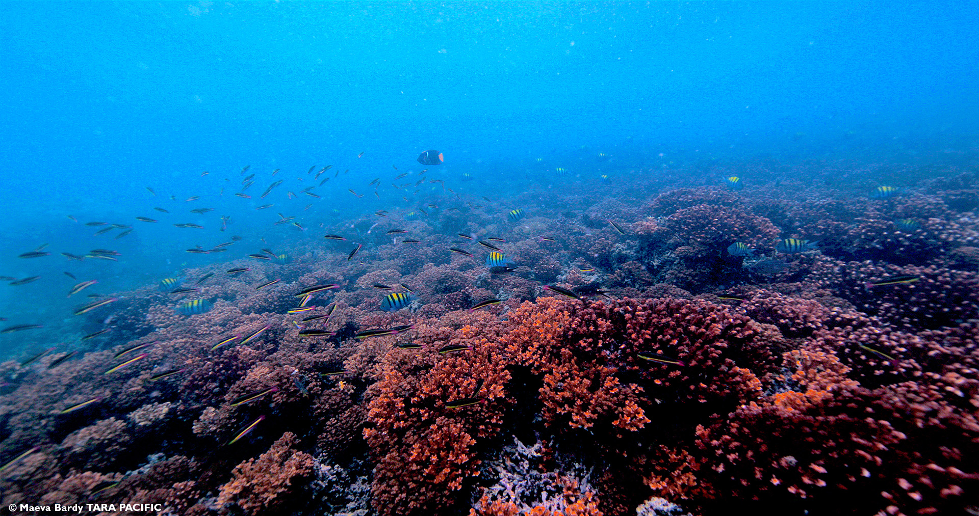Fondation Tara Océan